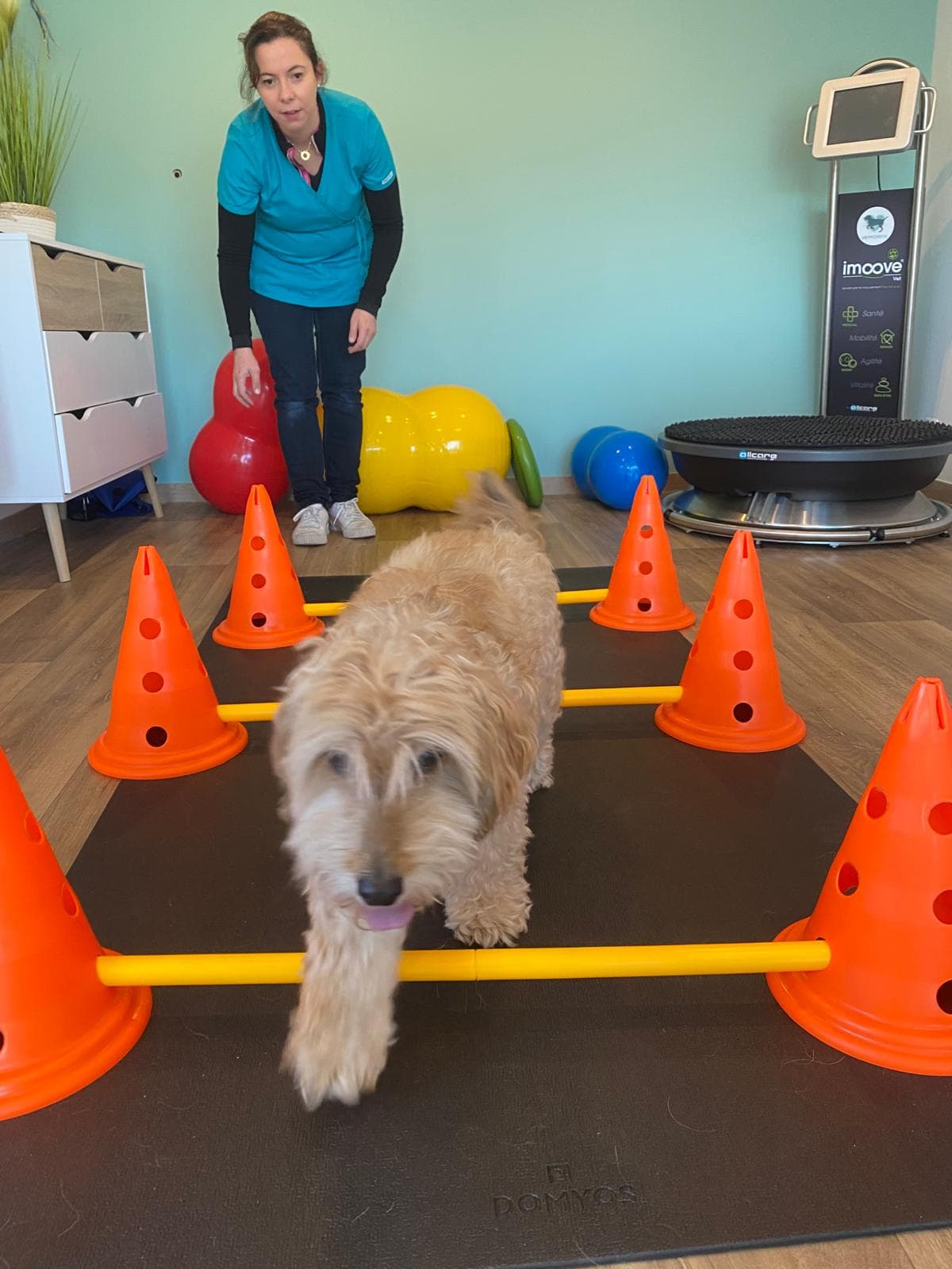 Dr. Astrid Jarleton — rééducation fonctionnelle canine, parcours d’obstacles et équipement de physiothérapie