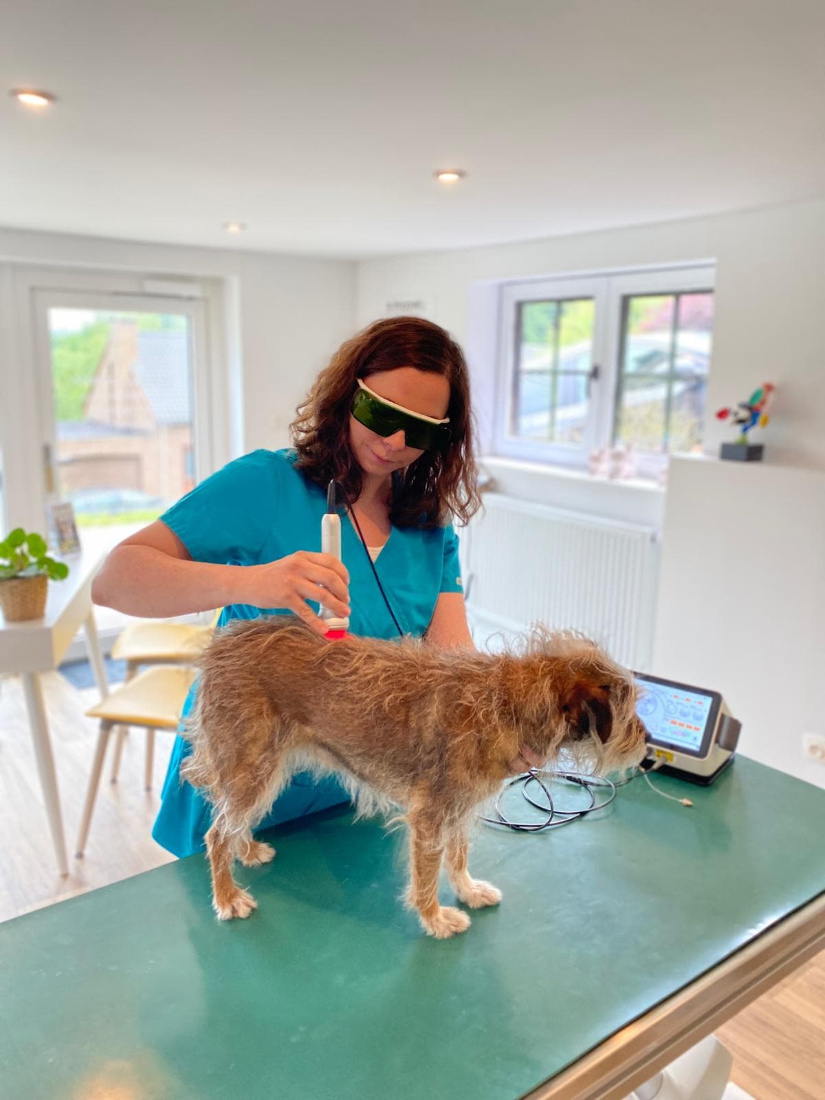 Dr. Astrid Jarleton — thérapie laser vétérinaire sur chien, soins en cabinet