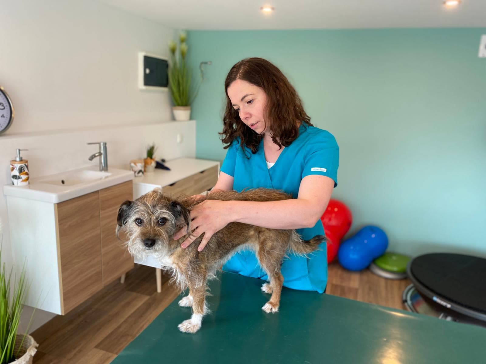 Dr. Astrid Jarleton — ostéopathie canine, séance manuelle sur table de soins
